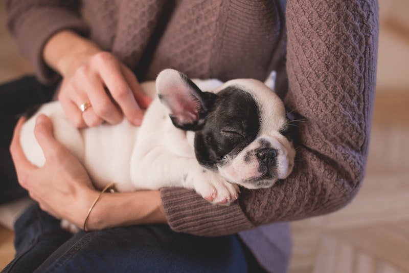 Half of British Pet Owners Have Pet Insurance